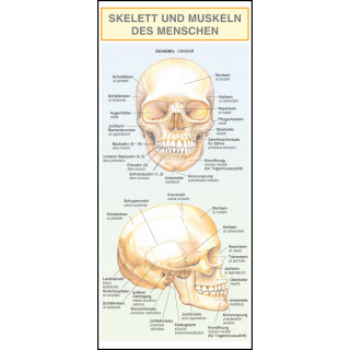 Skelett und Muskeln des Menschen